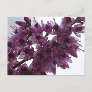 Heath Flowers Close up DIY Postcard