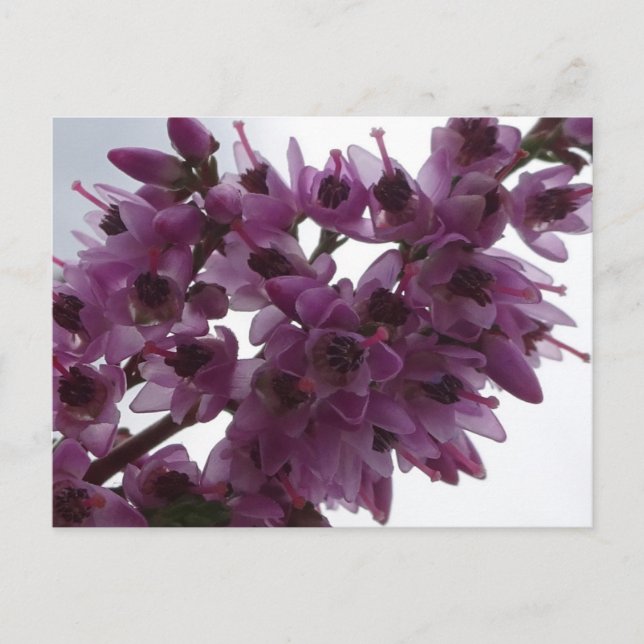 Heath Flowers Close up DIY Postcard (Front)