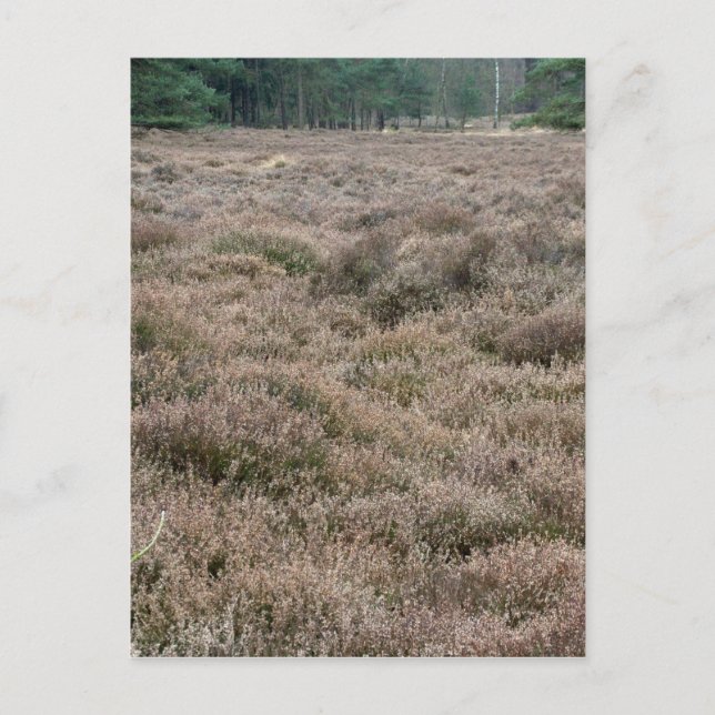 Heath Postcard (Front)