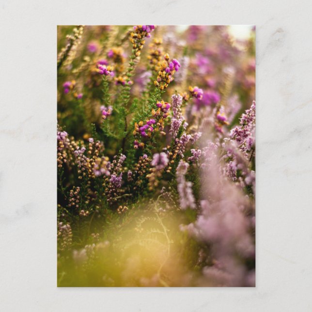 Heather Grouse Postcard Floral Nature Autumn UK (Front)
