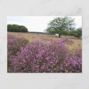 Heather Landcape DO-IT-YOURSELF carte postale