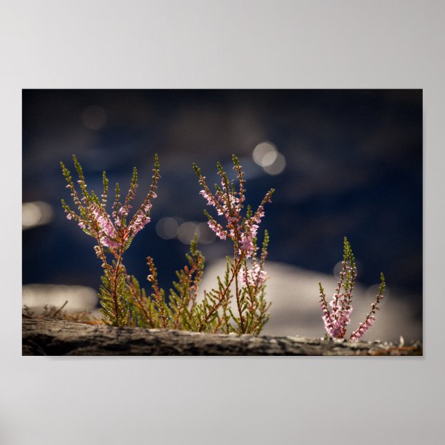 Heather Nature Photo Poster (Front)