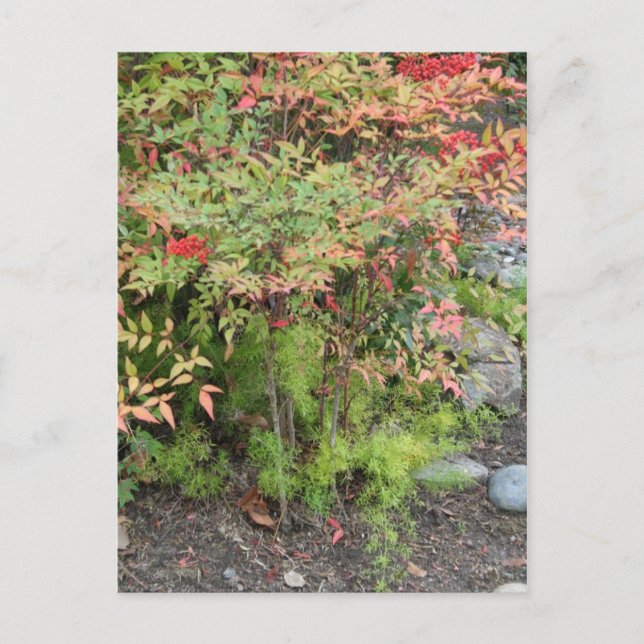 Heavenly Bamboo and Asparagus Fern Postcard (Front)