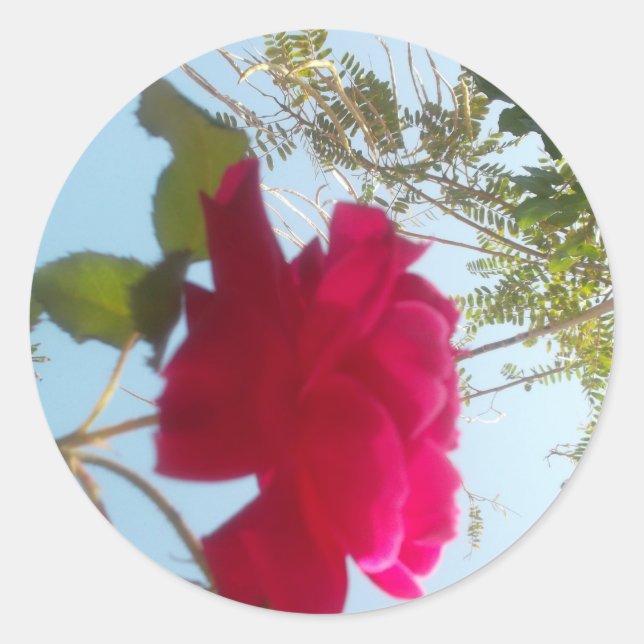 Heavenly Bloom: A Rose Against the Sky Classic Round Sticker (Front)