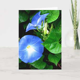 Heavenly Blue Morning Glory Birthday Card