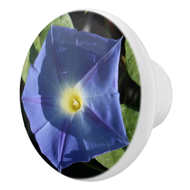 Heavenly Blue Morning Glory Kitchen Knobs (Right)