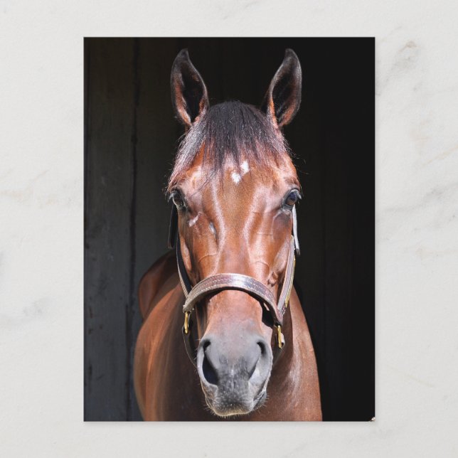 Heavenly View-Filly Postcard (Front)