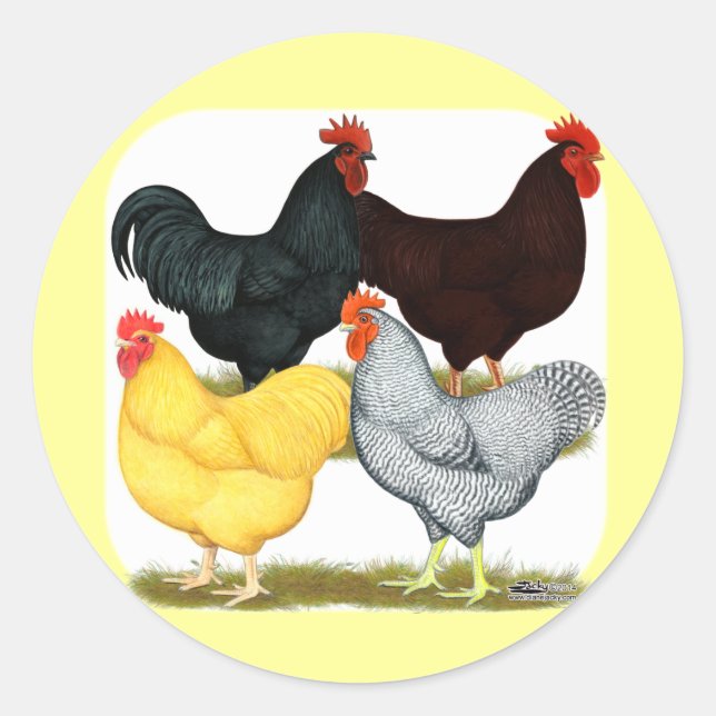 Heavy Rooster Chicken Quartet Classic Round Sticker (Front)