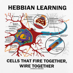 Hebbian Learning Cells Fire Together Wire Together Planner