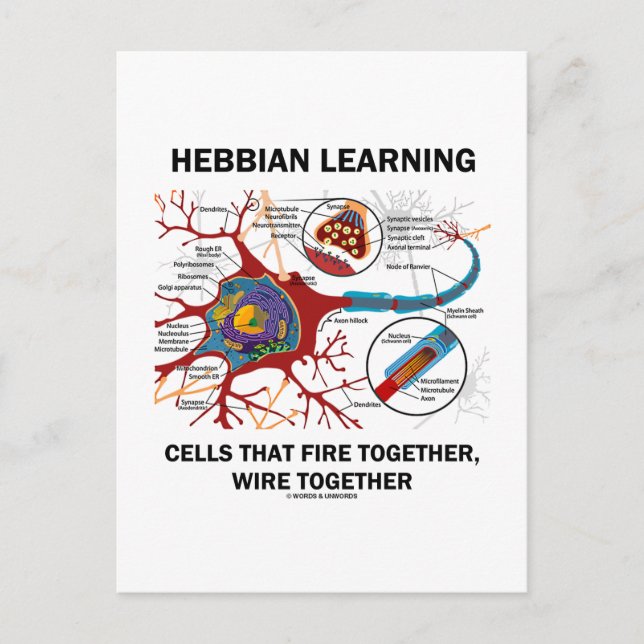 Hebbian Learning Cells Fire Together Wire Together Postcard (Front)