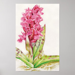 Hebrideaui orchid: Dactylorhza majalis Poster