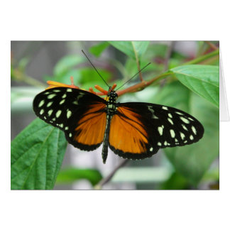 hecale longwing butterfly