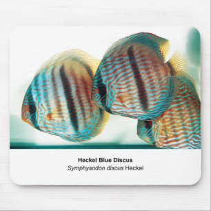 Heckel Blue Discus Mouse Pad
