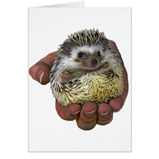 Hedgehog