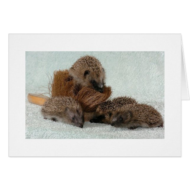 Hedgehog (Front Horizontal)