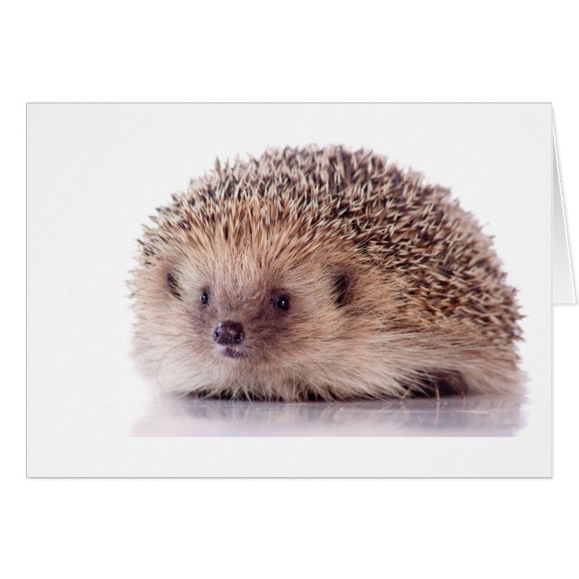 Hedgehog, (Front Horizontal)