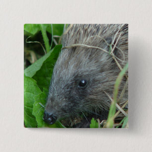 Hedgehog #1 2 inch square button