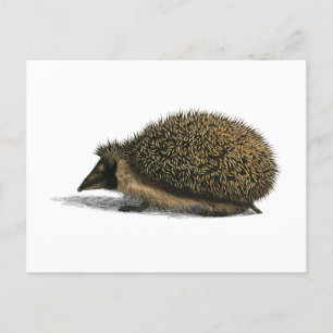 Hedgehog Animal Vintage Illustration Postcard