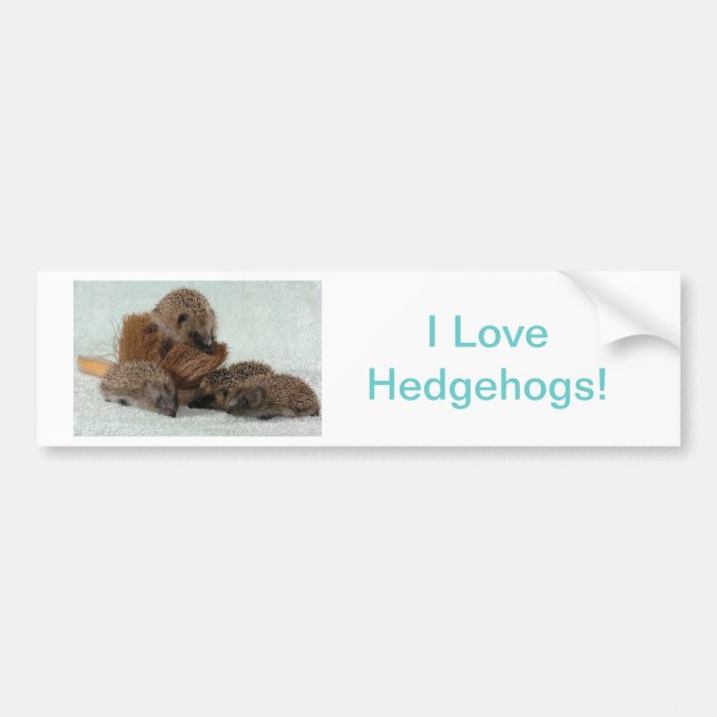 Hedgehog Bumper Sticker (Front)