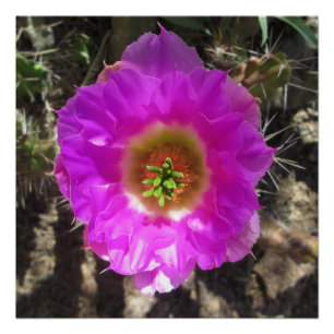 Hedgehog Cactus  Flower Poster