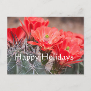 Hedgehog Cactus ,Happy Holidays Holiday Postcard