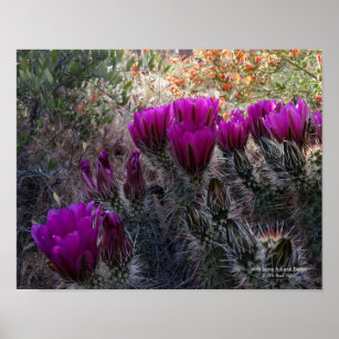 Hedgehog Cactus Magenta Flowers Arizona Southwest Poster