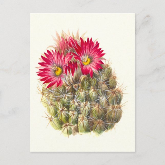 Hedgehog Cactus Postcard (Front)