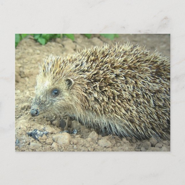 Hedgehog Care  Postcard (Front)