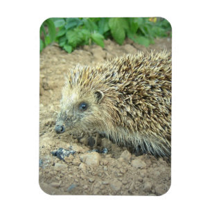 Hedgehog Care  Premium Magnet