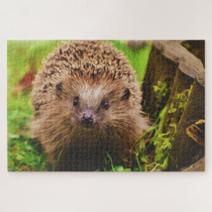 Hedgehog Curiously Exploring Jigsaw Puzzle