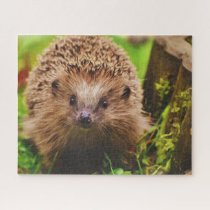 Hedgehog Curiously Exploring Jigsaw Puzzle