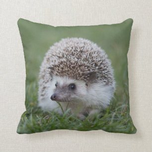 Hedgehog Cushion