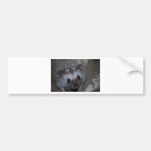 Hedgehog Face Bumper Sticker