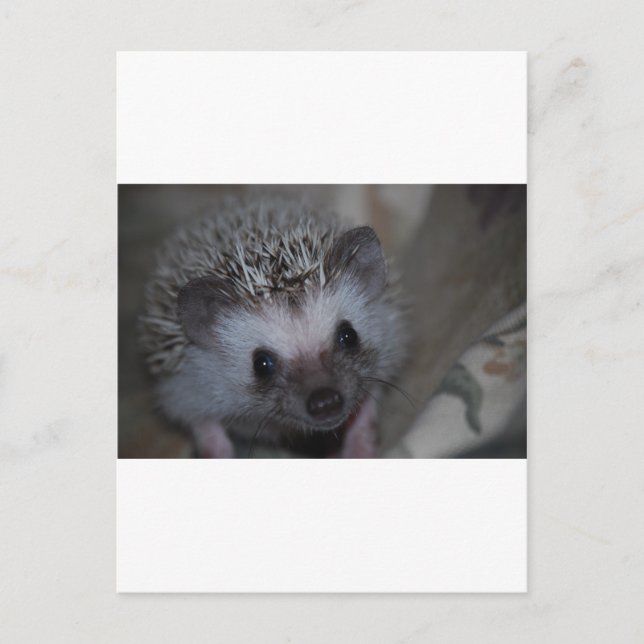 Hedgehog Face Postcard (Front)