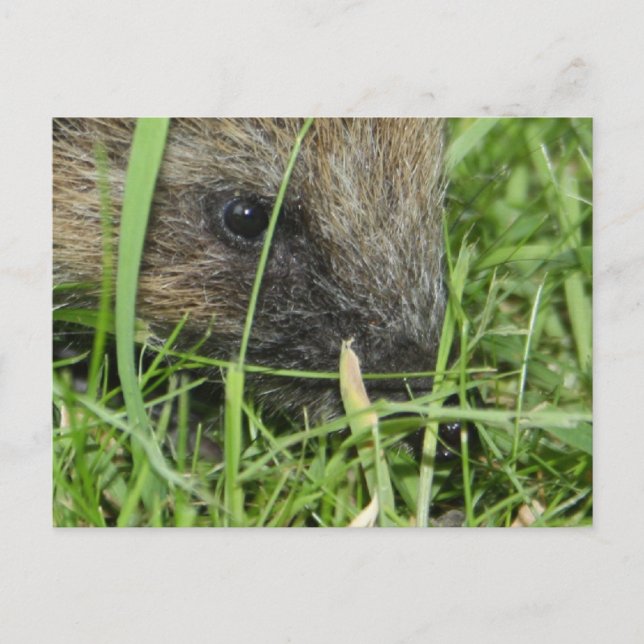 Hedgehog in Close Up Card (Front)