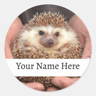 Hedgehog in Hands Photo Classic Round Sticker