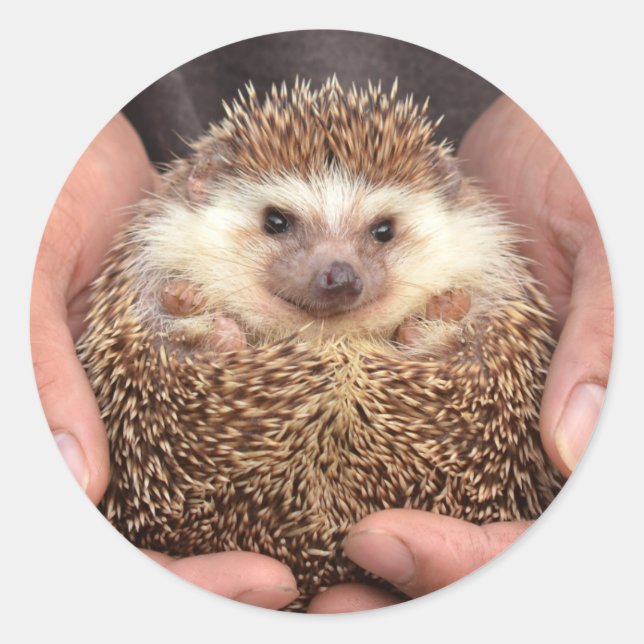 Hedgehog in Hands Photo Classic Round Sticker (Front)