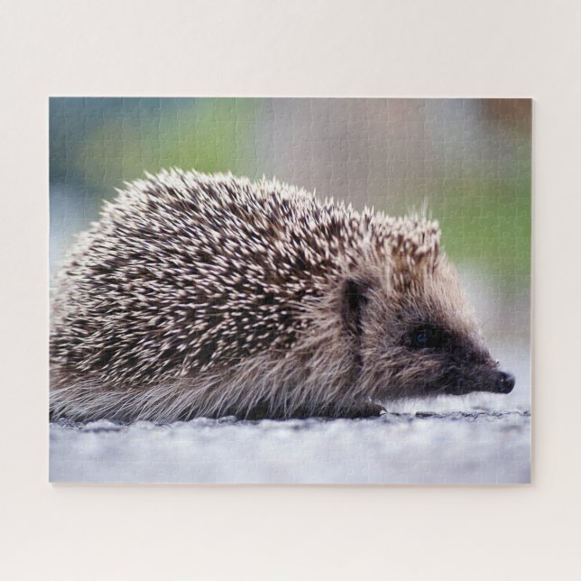 Hedgehog in Natur, Jigsaw Puzzle (Horizontal)