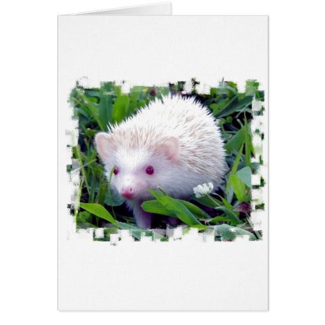 Hedgehog in the Grass (Front)