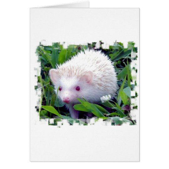 Hedgehog in the Grass Card
