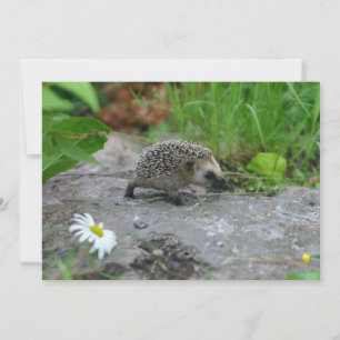 Hedgehog invitation - customize