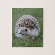 Hedgehog