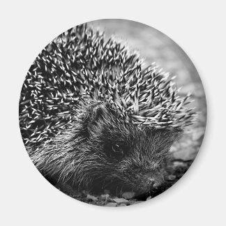 hedgehog magnet