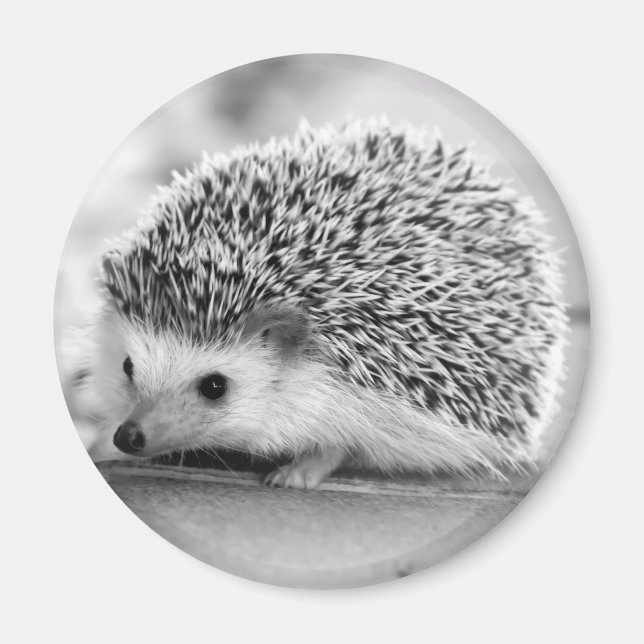 Hedgehog Magnet (Front)