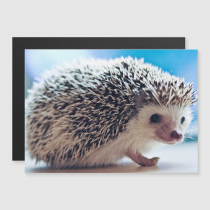 Hedgehog Magnetic Card