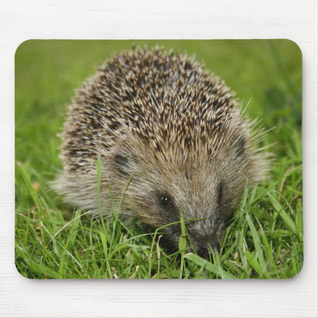 Hedgehog Mousepad (Front)