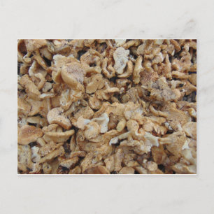 Hedgehog Mushrooms Postcard