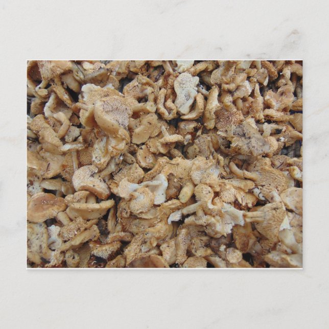 Hedgehog Mushrooms Postcard (Front)