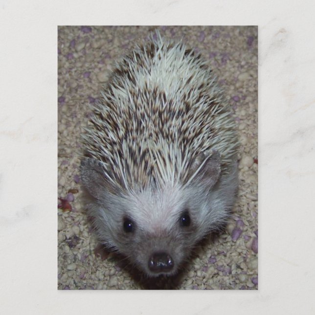 Hedgehog Postcard (Front)