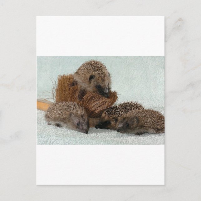 Hedgehog Postcard (Front)
